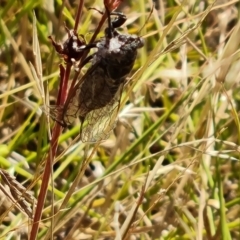 Cicadettini sp. (tribe) (Cicada) at Mount Mugga Mugga - 14 Jan 2023 by Mike