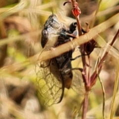 Cicadettini sp. (tribe) at Symonston, ACT - 14 Jan 2023