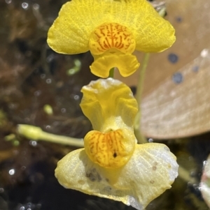 Utricularia australis at Breadalbane, NSW - 14 Jan 2023 02:43 PM