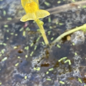 Utricularia australis at Breadalbane, NSW - 14 Jan 2023