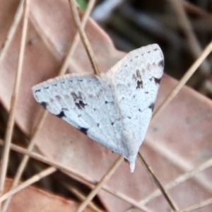 Dichromodes estigmaria at Moruya, NSW - 14 Jan 2023