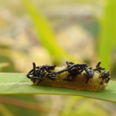 Chrysomelidae sp. (family) (Unidentified Leaf Beetle) at Lions Youth Haven - Westwood Farm A.C.T. - 13 Jan 2023 by HelenCross