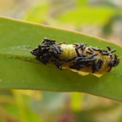 Chrysomelidae sp. (family) at Stromlo, ACT - 13 Jan 2023