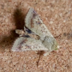 Helicoverpa armigera (Cotton bollworm, Corn earworm) at Broulee Moruya Nature Observation Area - 14 Jan 2023 by LisaH