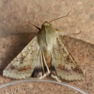 Helicoverpa armigera at Moruya, NSW - suppressed
