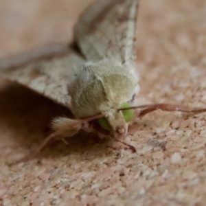 Helicoverpa armigera at Moruya, NSW - suppressed