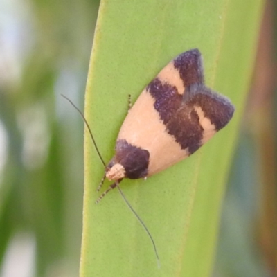 Echinobasis halata (A Concealer moth) at Lions Youth Haven - Westwood Farm A.C.T. - 13 Jan 2023 by HelenCross