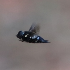 Unidentified March or Horse fly (Tabanidae) at Moruya, NSW - 13 Jan 2023 by LisaH