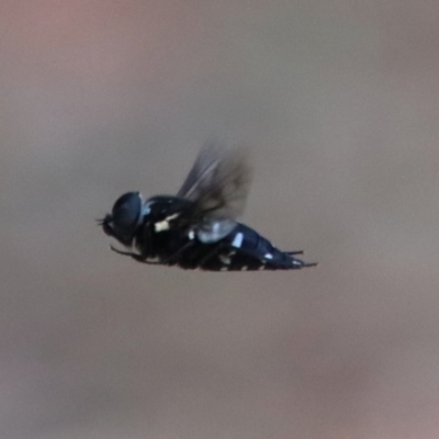 Triclista guttata (March or Horse Fly) at Moruya, NSW - 14 Jan 2023 by LisaH