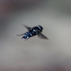 Triclista guttata at Moruya, NSW - suppressed