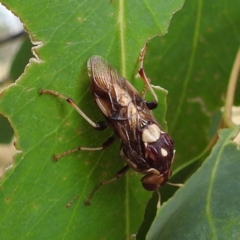 Pergagrapta polita (Sawfly) at Stromlo, ACT - 13 Jan 2023 by HelenCross