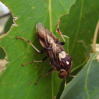 Pergagrapta polita (Sawfly) at Lions Youth Haven - Westwood Farm A.C.T. - 13 Jan 2023 by HelenCross