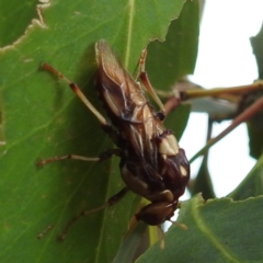 Pergagrapta polita at Stromlo, ACT - suppressed