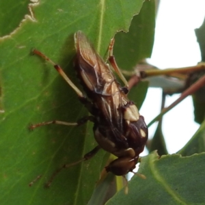 Pergagrapta polita at Stromlo, ACT - 13 Jan 2023