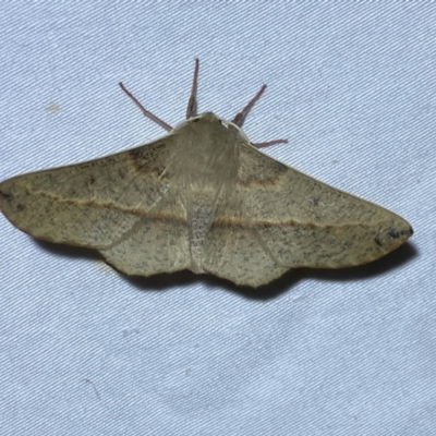 Antictenia punctunculus (A geometer moth) at QPRC LGA - 12 Jan 2023 by Steve_Bok