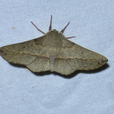 Antictenia punctunculus (A geometer moth) at Jerrabomberra, NSW - 12 Jan 2023 by SteveBorkowskis