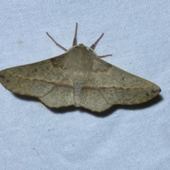 Antictenia punctunculus (A geometer moth) at Jerrabomberra, NSW - 12 Jan 2023 by Steve_Bok