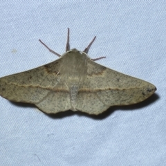 Antictenia punctunculus at Jerrabomberra, NSW - suppressed