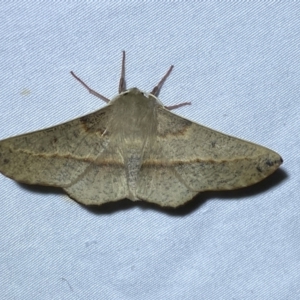 Antictenia punctunculus at Jerrabomberra, NSW - 12 Jan 2023