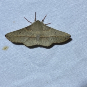 Antictenia punctunculus at Jerrabomberra, NSW - 12 Jan 2023