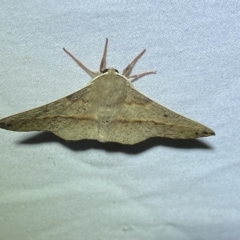 Antictenia punctunculus at Jerrabomberra, NSW - suppressed