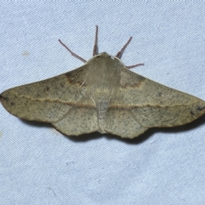 Antictenia punctunculus at Jerrabomberra, NSW - 12 Jan 2023