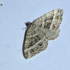 Chrysolarentia subrectaria (A Geometer moth) at QPRC LGA - 12 Jan 2023 by Steve_Bok