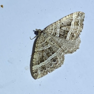 Chrysolarentia subrectaria (A Geometer moth) at Jerrabomberra, NSW - 12 Jan 2023 by Steve_Bok