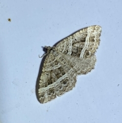 Chrysolarentia subrectaria at Jerrabomberra, NSW - 12 Jan 2023