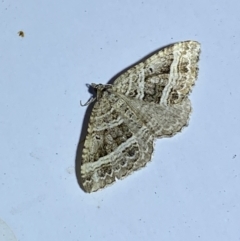 Chrysolarentia subrectaria at Jerrabomberra, NSW - 12 Jan 2023