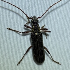 Strongylurus ceresioides (Longhorn beetle) at QPRC LGA - 12 Jan 2023 by Steve_Bok
