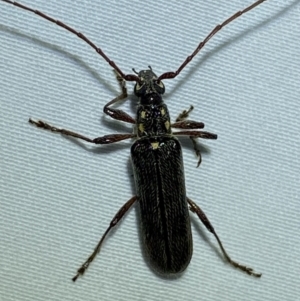 Strongylurus ceresioides at Jerrabomberra, NSW - 12 Jan 2023