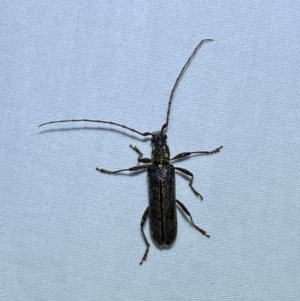 Strongylurus ceresioides at Jerrabomberra, NSW - 12 Jan 2023