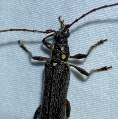 Strongylurus ceresioides at Jerrabomberra, NSW - suppressed