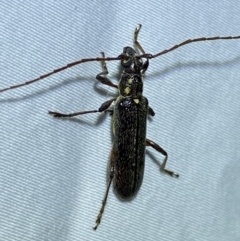 Strongylurus ceresioides at Jerrabomberra, NSW - 12 Jan 2023