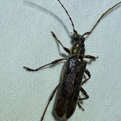 Strongylurus ceresioides at Jerrabomberra, NSW - suppressed