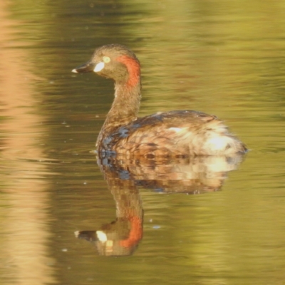 Tachybaptus novaehollandiae (Australasian Grebe) at Lions Youth Haven - Westwood Farm A.C.T. - 14 Jan 2023 by HelenCross