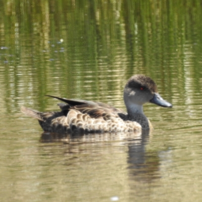 Anas gracilis (Grey Teal) at Stromlo, ACT - 14 Jan 2023 by HelenCross