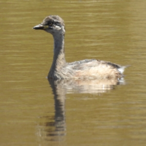 Tachybaptus novaehollandiae at Stromlo, ACT - 14 Jan 2023