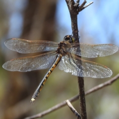 Hemicordulia tau (Tau Emerald) at Stromlo, ACT - 14 Jan 2023 by HelenCross