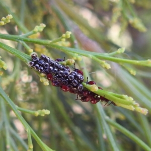 Oechalia schellenbergii at Stromlo, ACT - 14 Jan 2023