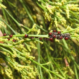 Oechalia schellenbergii at Stromlo, ACT - 14 Jan 2023 11:56 AM