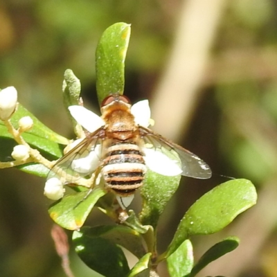 Villa sp. (genus) (Unidentified Villa bee fly) at Lions Youth Haven - Westwood Farm A.C.T. - 14 Jan 2023 by HelenCross