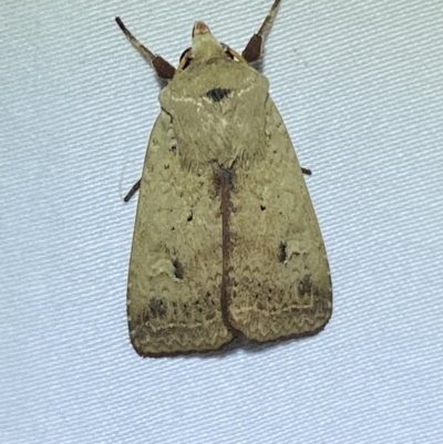 Diarsia intermixta (Chevron Cutworm, Orange Peel Moth.) at Jerrabomberra, NSW - 12 Jan 2023 by Steve_Bok