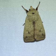 Diarsia intermixta at Jerrabomberra, NSW - 12 Jan 2023