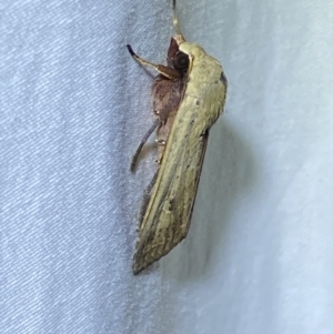 Diarsia intermixta at Jerrabomberra, NSW - 12 Jan 2023