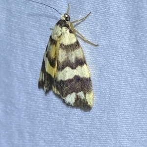 Termessa gratiosa at Jerrabomberra, NSW - 12 Jan 2023