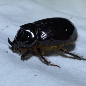 Dasygnathus sp. (genus) at Jerrabomberra, NSW - 12 Jan 2023