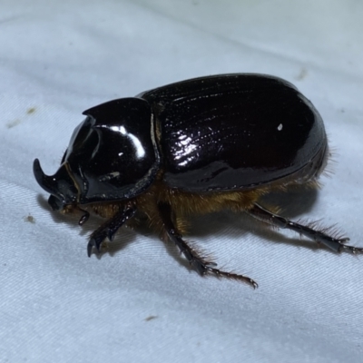 Dasygnathus sp. (genus) (Rhinoceros beetle) at QPRC LGA - 12 Jan 2023 by Steve_Bok