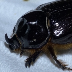 Dasygnathus sp. (genus) at Jerrabomberra, NSW - 12 Jan 2023